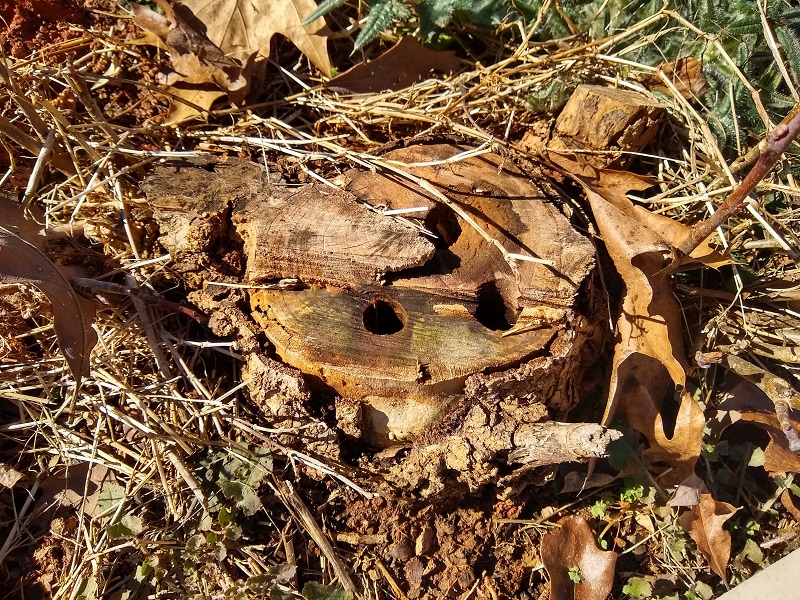 Kill Tree Stumps