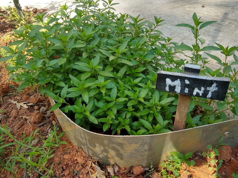 Using Garden Mint